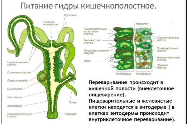 Тор для кракена