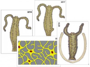 Kraken ссылка kraken link24 info